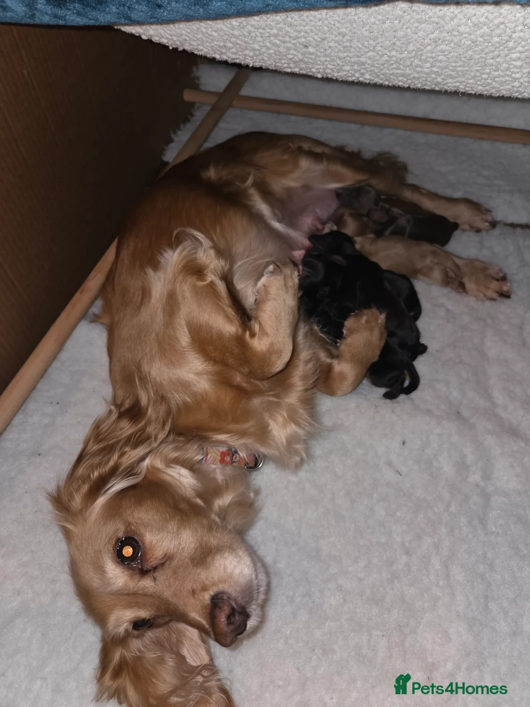 Cocker Spaniel dogs for sale: 8 Beautiful KC Reg Cocker Spaniel Puppies - Advert 4