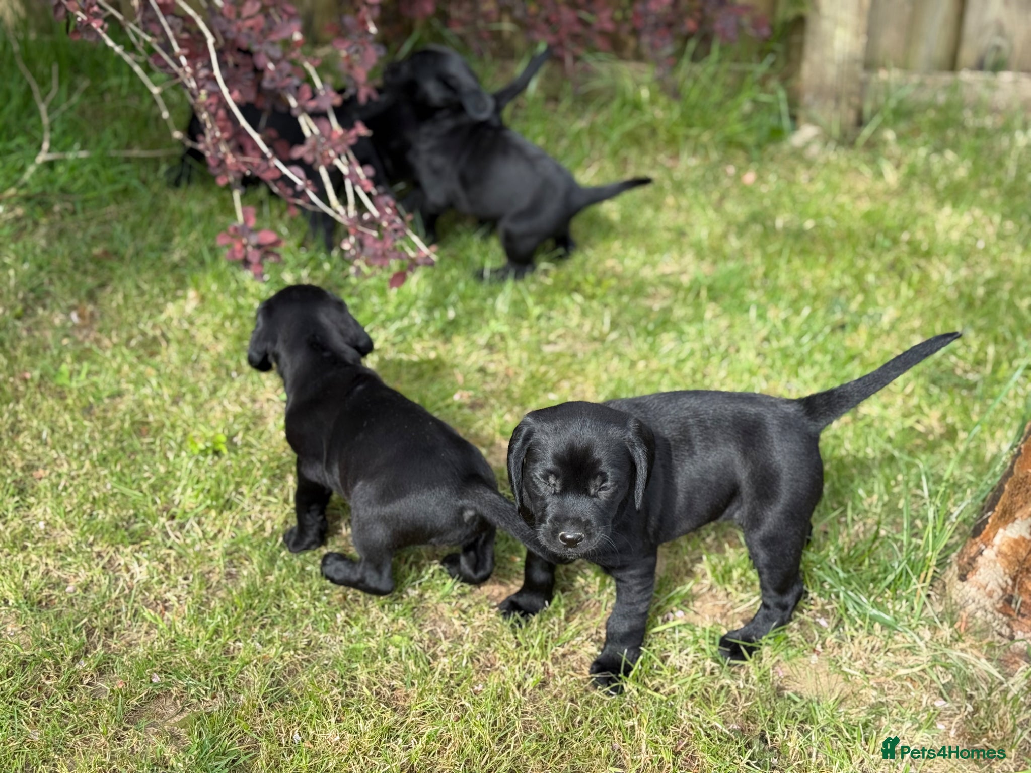 Springador dogs for sale: Spaniel x Labrador puppies  - Advert 24