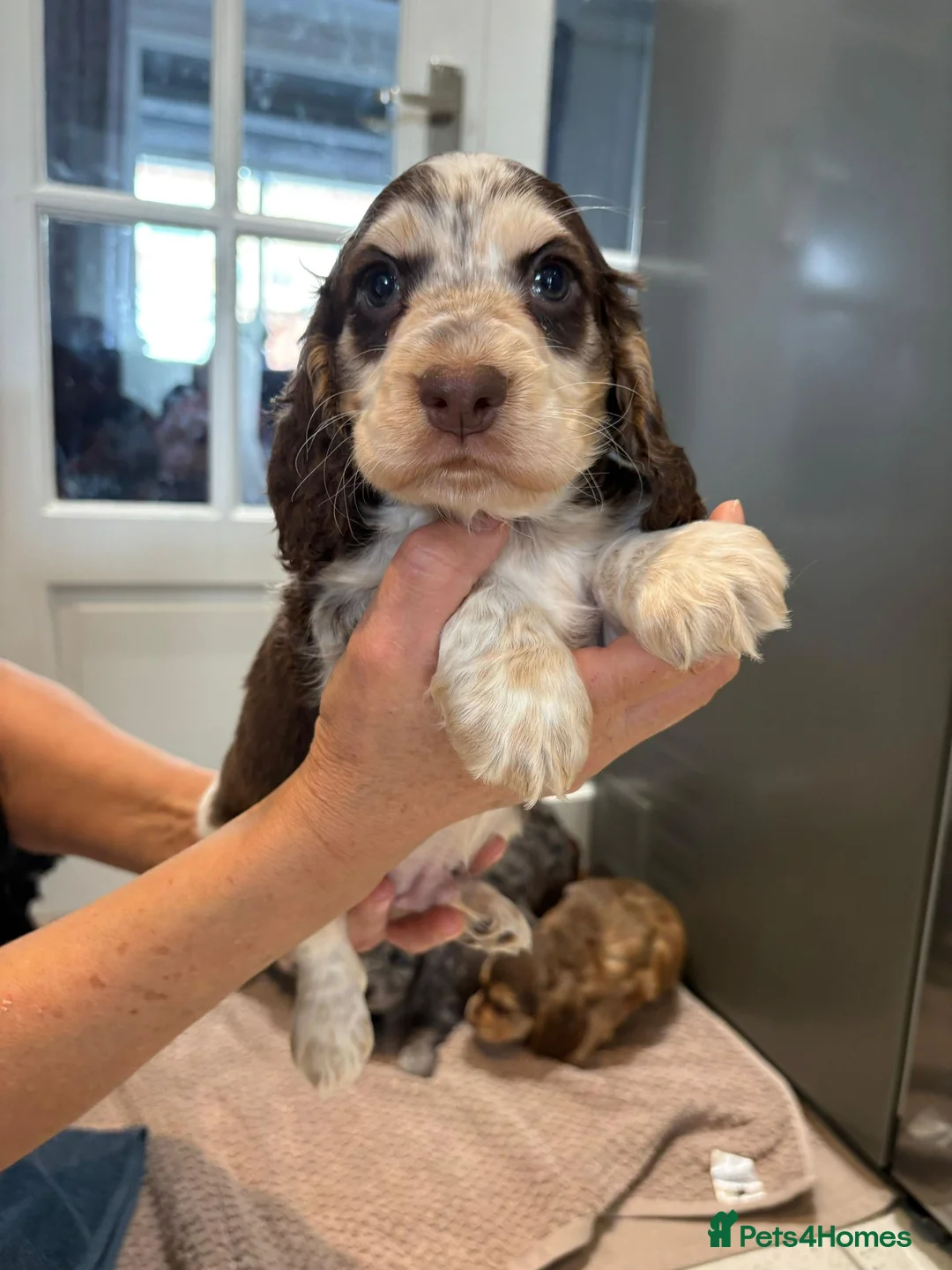 Cocker Spaniel dogs for sale: 100% Pedigree full show type DNA health tested  in Worksop - Advert 18