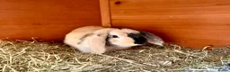Mixed Breed rabbits for sale: Bonded Pair of Harlequin & Black Otter Lop Rabbits - Advert 2