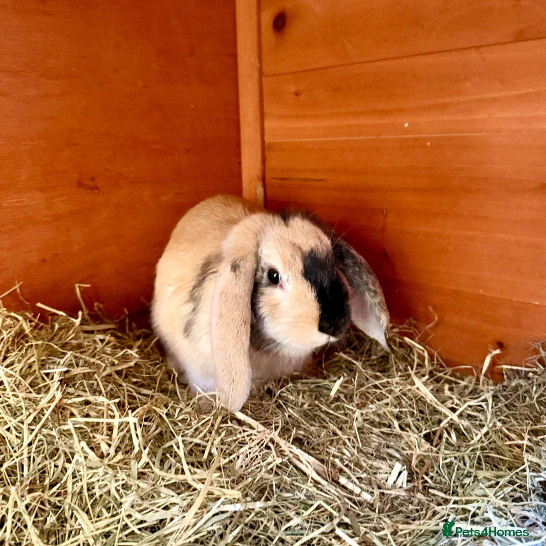 Mixed Breed rabbits for sale: Bonded Pair of Harlequin & Black Otter Lop Rabbits - Advert 2