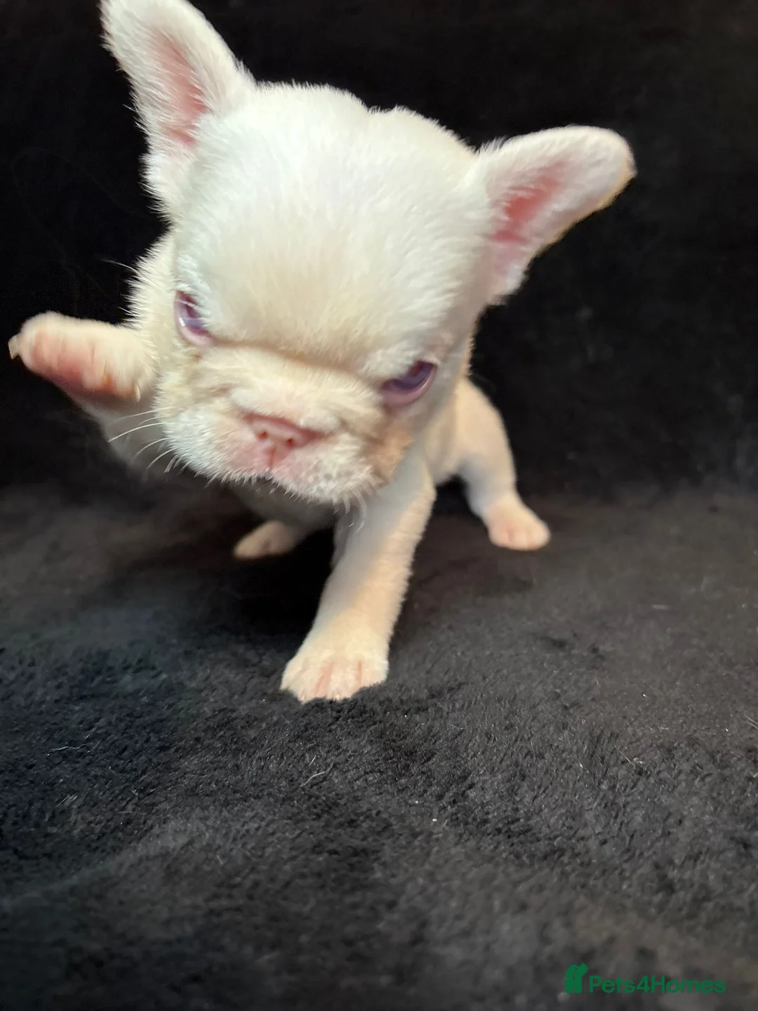 French Bulldog dogs for sale: French Bulldogs - Advert 11