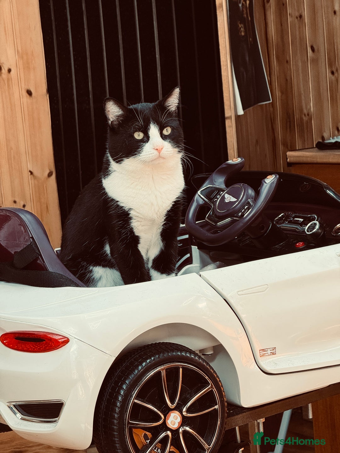 Mixed Breed cats for sale: Much Loved Indoor Cat Looking for Forever Hom - Advert 3