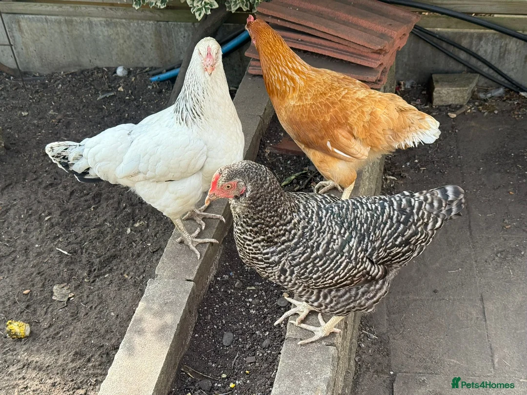 Chickens poultry for sale: 3 Hens – Sussex, Brown Ranger & Cuckoo Marans in New Malden - Advert 1