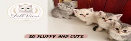 British Longhair cats for sale: Last boy Available- Golden Lilac BHS Ready Now !  - Advert 20