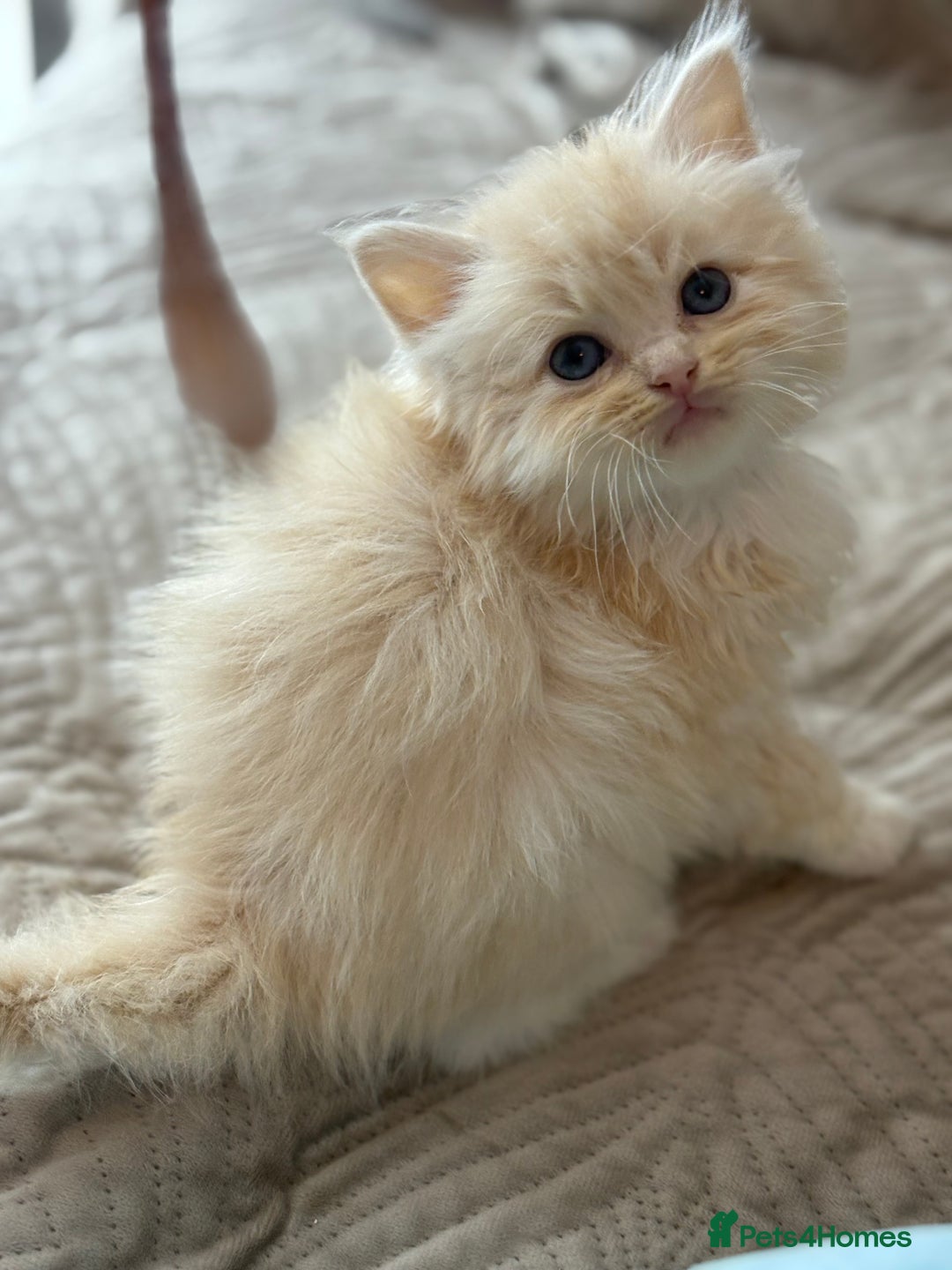 Ragdoll cats for sale: Full pedigreed ragdoll kittens  - Advert 2