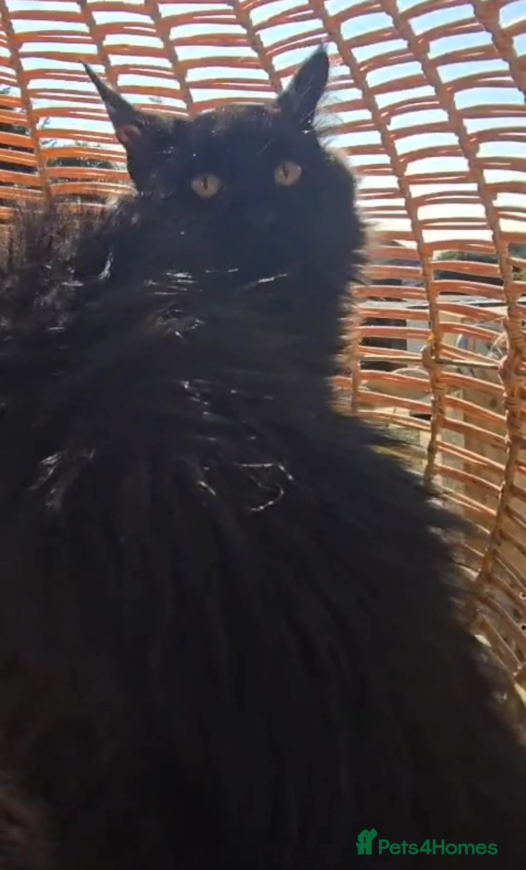 Maine Coon cats for sale: TWO LOVELY MAINE COON GIRLS ONLY SOLD AS A PAIR. - Advert 2