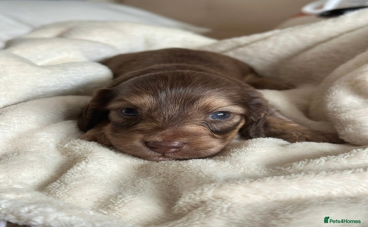 Miniature Dachshund dogs - Advert 9