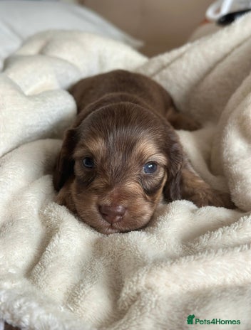 Miniature Dachshund dogs - Advert 9