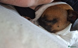 Mixed Breed dogs for sale: Bruno - Needs a New, Loving Home - Image 34