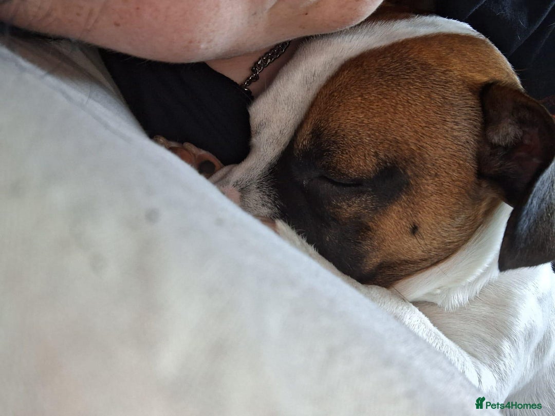 Mixed Breed dogs for sale: Bruno - Needs a New, Loving Home - Image 34