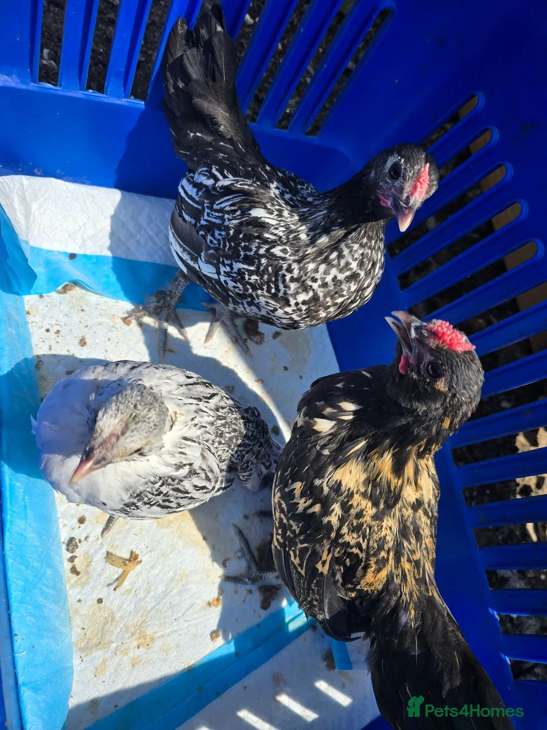 Chickens poultry for sale: Grower chickens - Advert 2