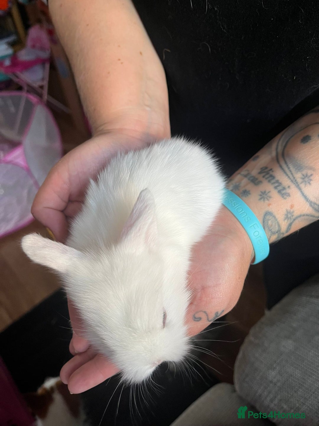 Lionhead rabbits for sale: 4 baby Lionhead rabbits - Advert 15