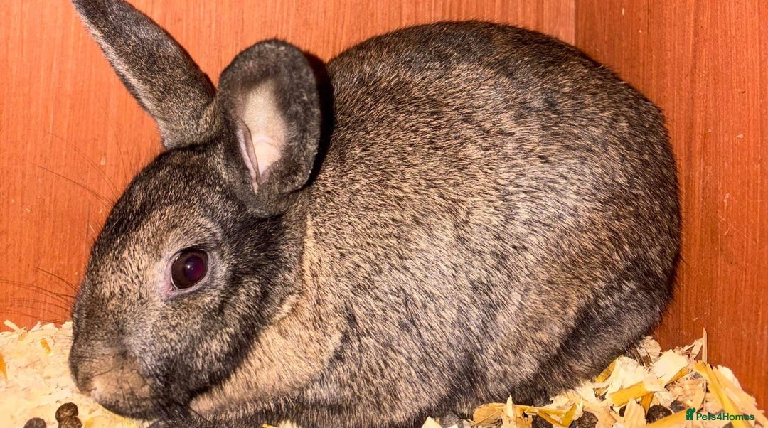 Rex rabbits for sale: X2 sisters beautiful handreared indoor pets - Advert 5