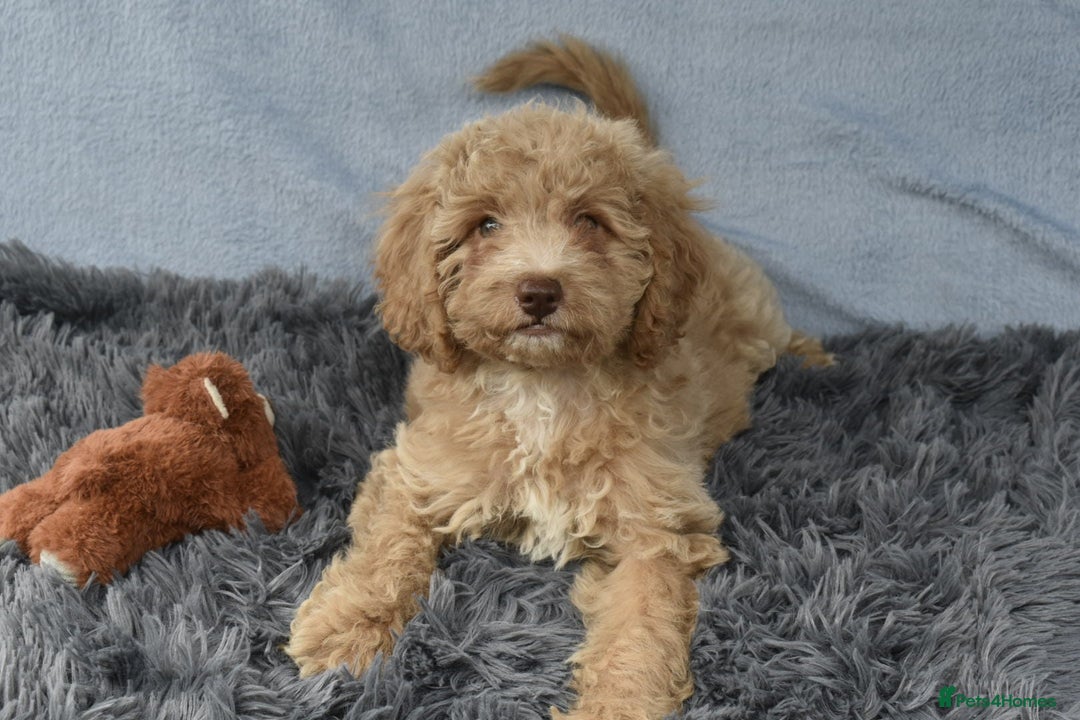 Cavapoo dogs for sale: F1b Cavapoo Puppies – DNA Tested in Rugby - Image 32