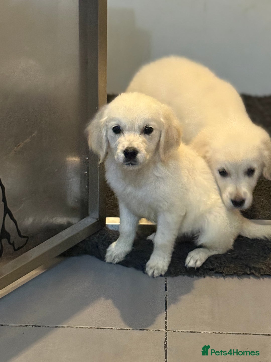 Golden Retriever dogs for sale: Beautiful Golden retriever puppies - Image 33