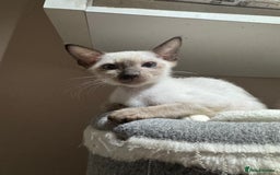 Siamese cats for sale: 3 affectionate Siamese kittens available  - Image 5
