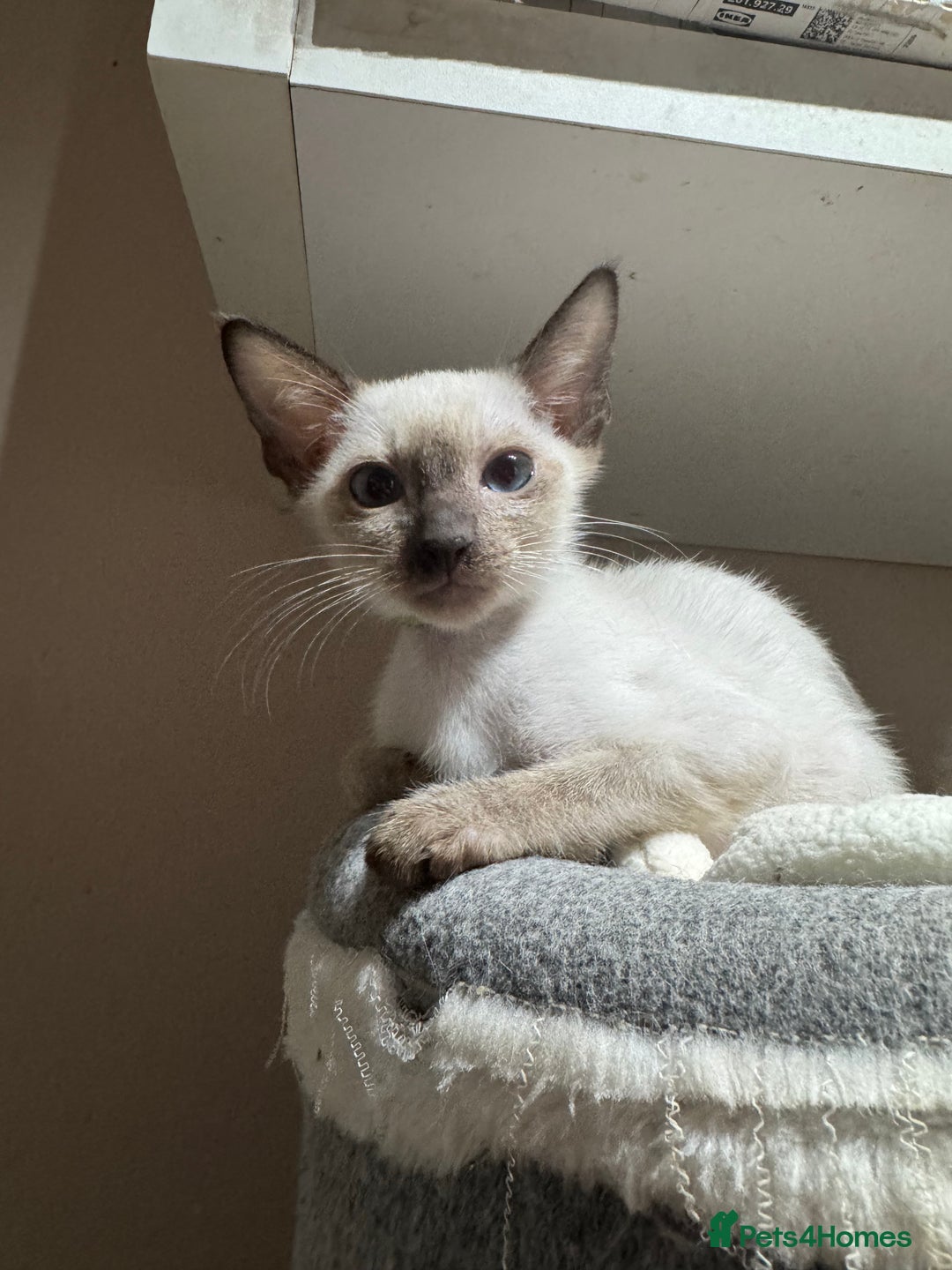 Siamese cats for sale: 3 affectionate Siamese kittens available  - Image 5