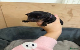 Rottweiler dogs for sale: Rottweiler puppies for 5* homes - Advert 10