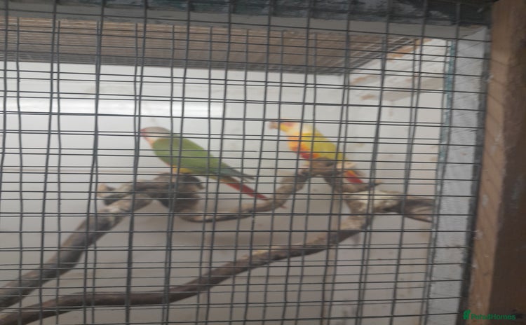 Conures birds - Advert 1