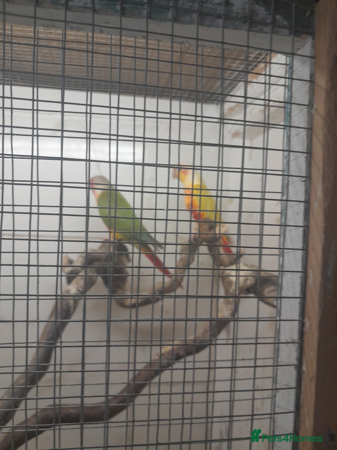 Conures birds for sale: Proven pair conures  - Image 1