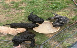 Miniature Poodle dogs for sale: Miniature Poodle Puppies  - Image 36