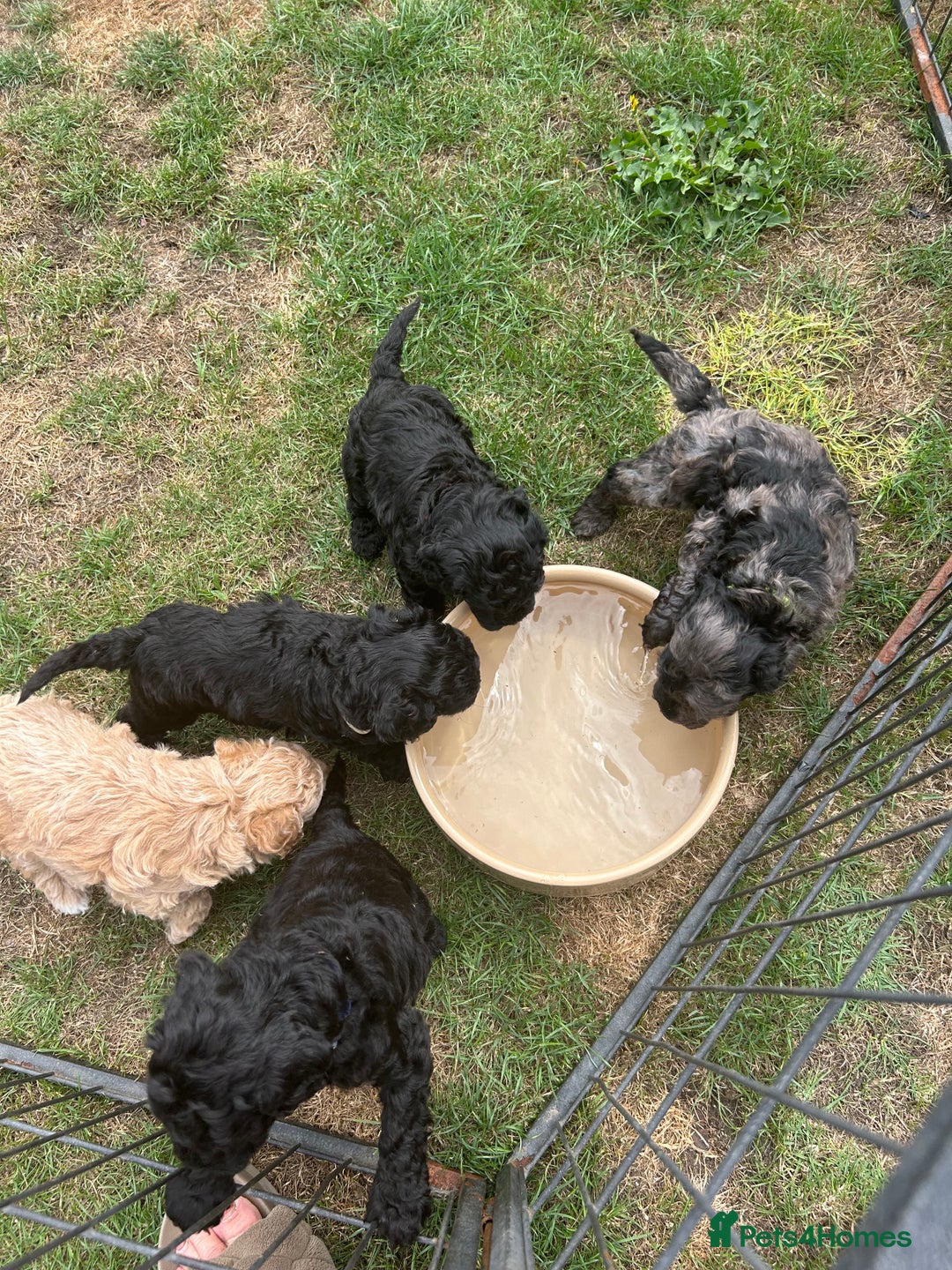 Miniature Poodle dogs for sale: Miniature Poodle Puppies  - Image 36