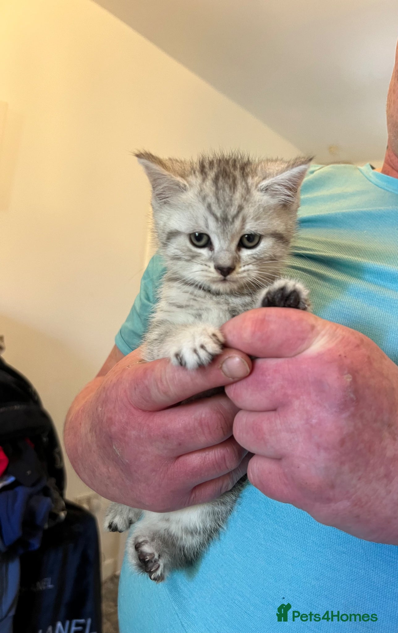 Scottish Fold cats ** Stunning Scottish Fold Kitten ** 🩷 Ready  - Advert 1