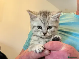 Scottish Fold cats ** Stunning Scottish Fold Kitten ** 🩷 Ready - Advert 1