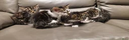Mixed Breed cats for sale: 4 beautiful kittens  - Advert 7