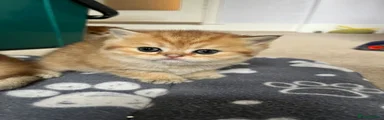 British Shorthair Kitten 4