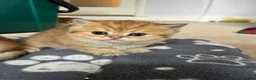 British Shorthair cats for sale: Registered Black golden shaded British shorthairs  - Advert 2
