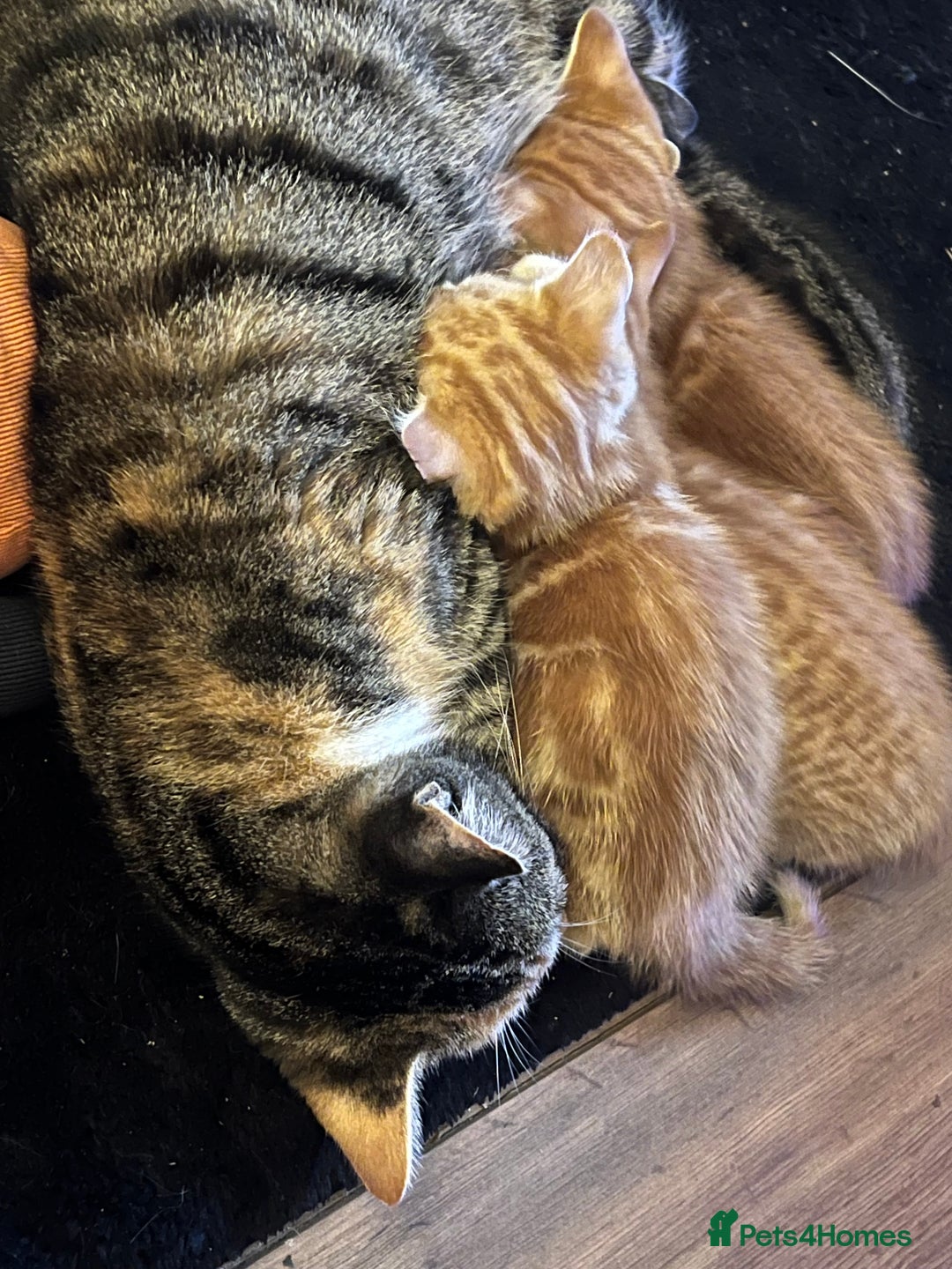 Mixed Breed cats for sale: Energetic ginger kittens and one grey tabby  - Advert 9