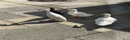 Ducks poultry for sale: Ducks for rehome  - Advert 3