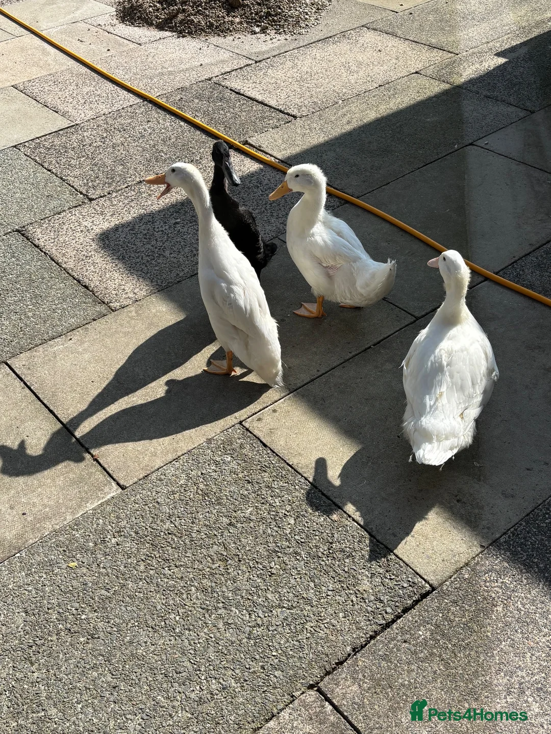 Ducks poultry for sale: Ducks for rehome  - Advert 3