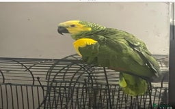 Parrots birds for sale: A parrot  - Image 1