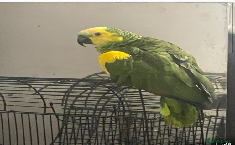 Parrots birds - Advert 1