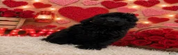 Cockapoo dogs for sale: Fabulous F1 cockerpoo’s  - Advert 8