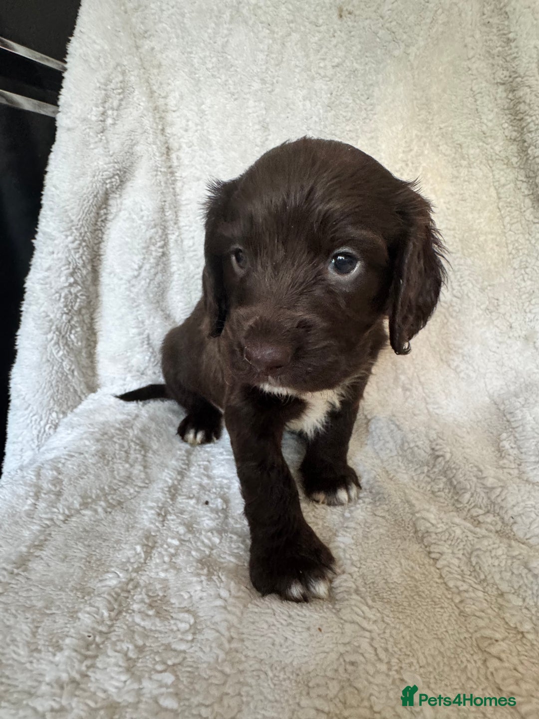 Sprocker dogs for sale: Gorgeous Homebred Sprocker Puppies - Image 13