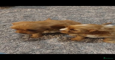 Cavapoo dogs - Advert 2
