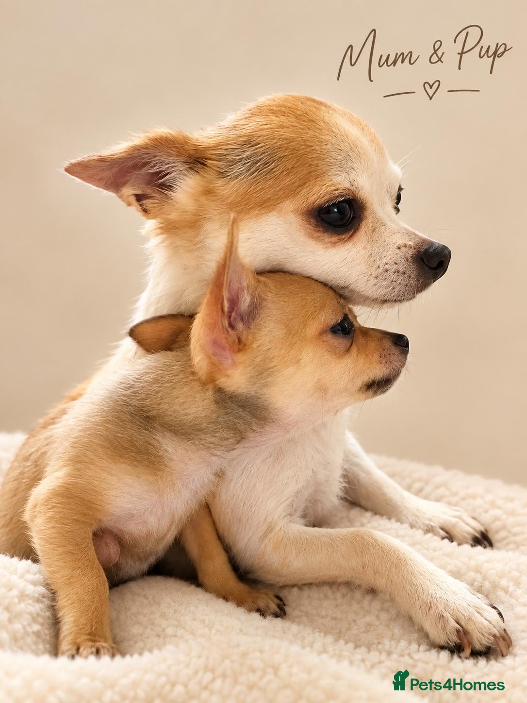 Chihuahua dogs Chihuahua - Advert 6