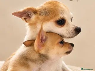 Chihuahua dogs Chihuahua - Advert 1