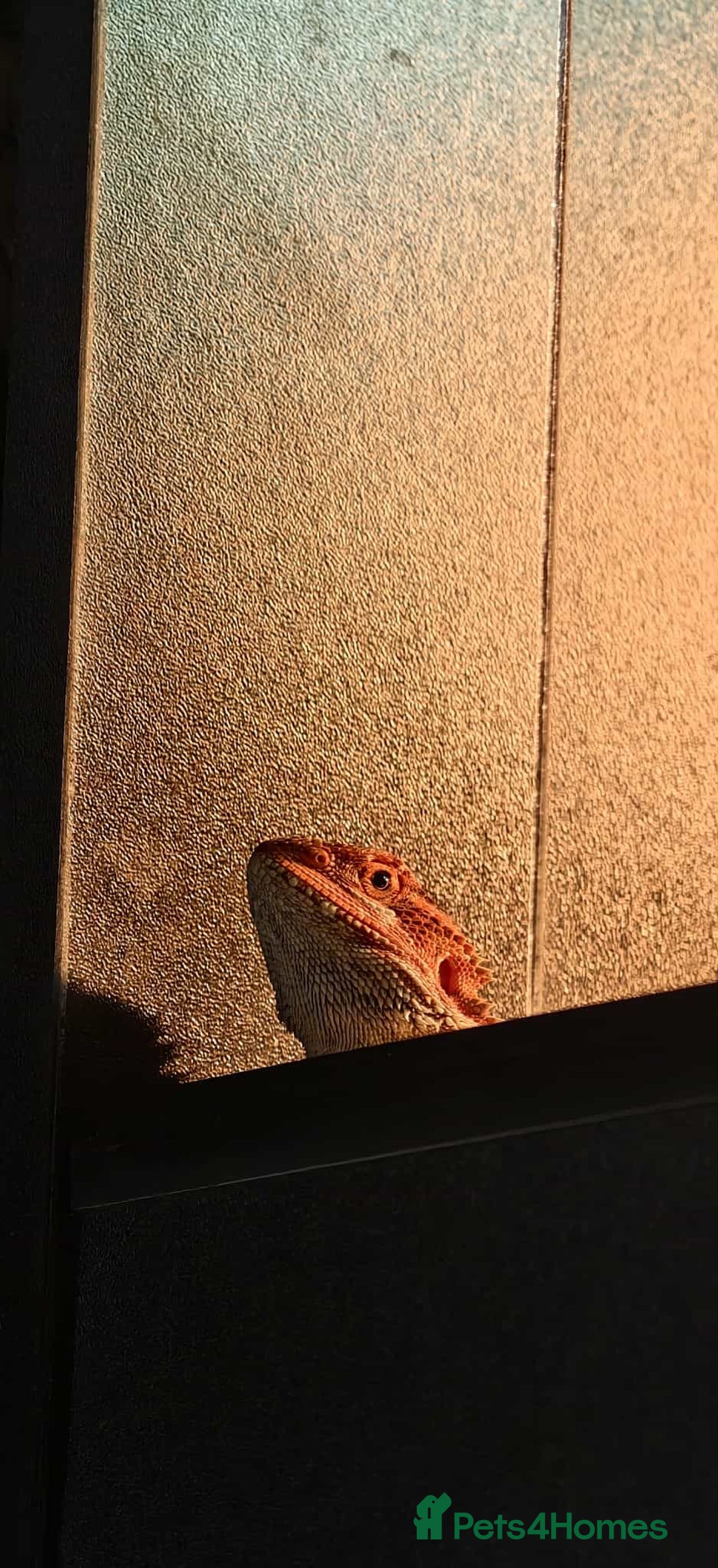 Bearded Dragon reptiles for sale: Bearded Daragon and Vivarium  - Advert 7