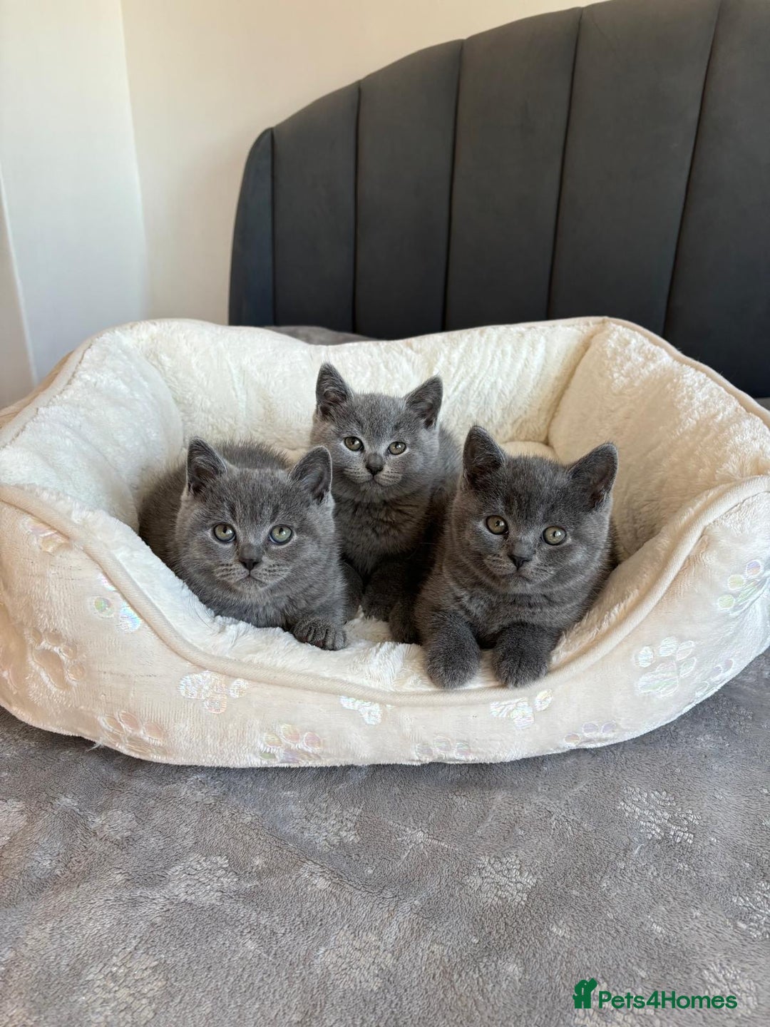 British Shorthair cats for sale: British shorthair kittens - Image 10