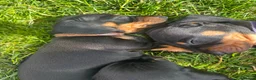 Miniature Dachshund dogs for sale: Beautiful Miniature Dachshund Puppies  - Advert 9