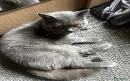 British Shorthair cats for sale: British shorthair kittens  - Image 2