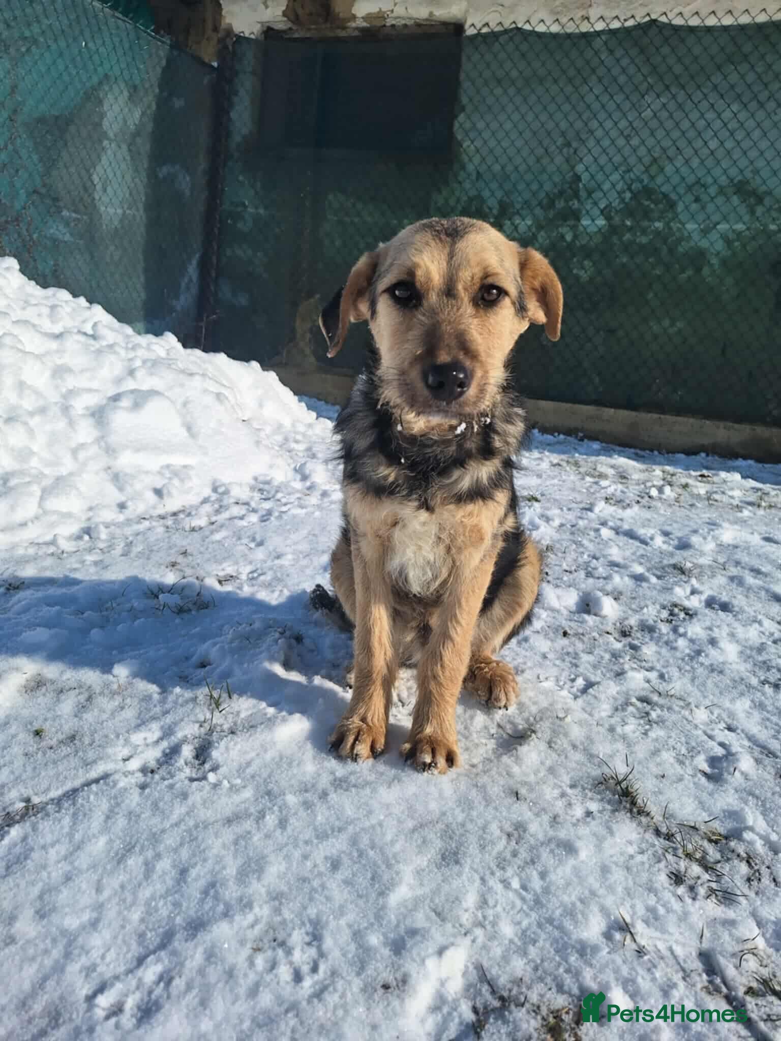 Mixed Breed dogs Agatha for adoption - Advert 3