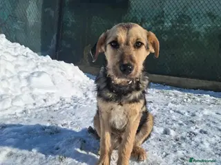 Mixed Breed dogs Agatha for adoption - Advert 3