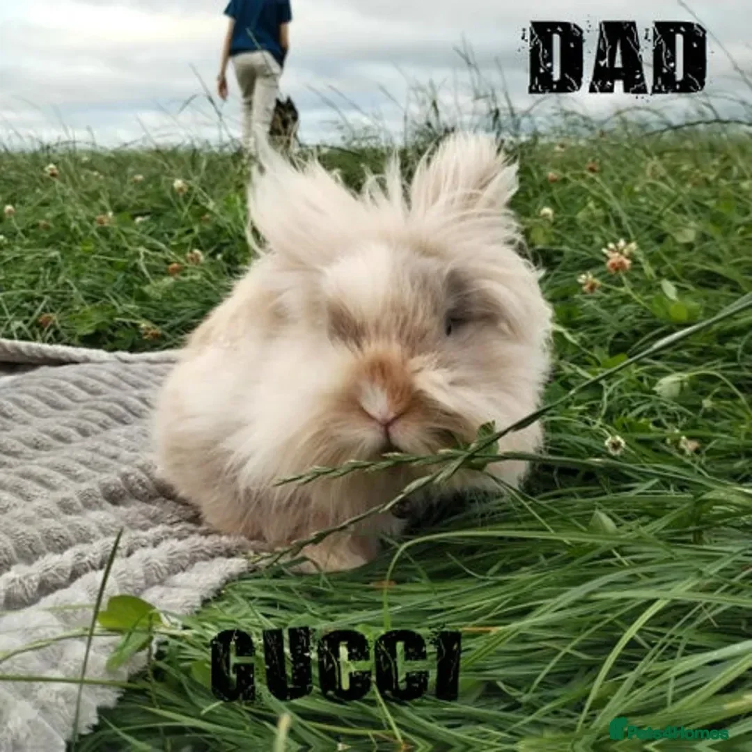 Lionhead rabbits Pure Breed Double Mained Lionhead - Advert 2