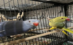 Ringnecks birds for sale: Ring necks for sale different colours  - Image 7